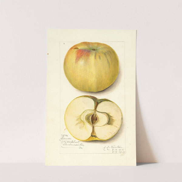 Malus domestica: Quince (1913) by Amanda Almira Newton