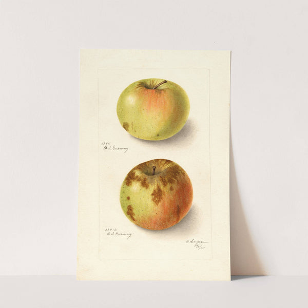 Malus domestica: Rhode Island Greening (1905) by Bertha Heiges