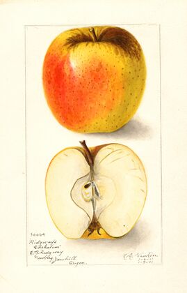 Malus domestica: Ridgeways Chehalem