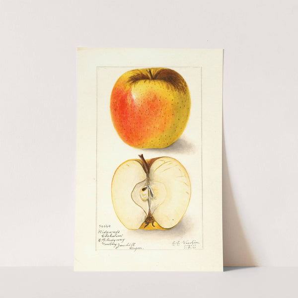 Malus domestica: Ridgeways Chehalem (1911) by Amanda Almira Newton