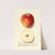 Malus domestica: Rome (1913) by Ellen Isham Schutt