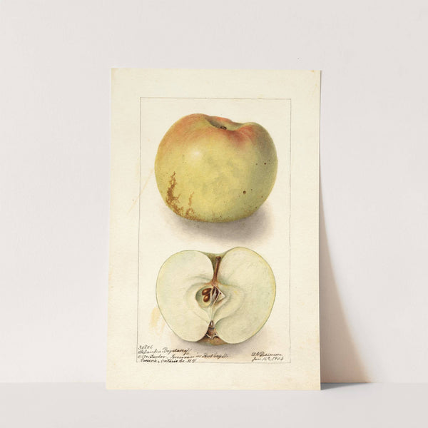 Malus domestica: Sklanka Bogdanoff (1904) by Deborah Griscom Passmore