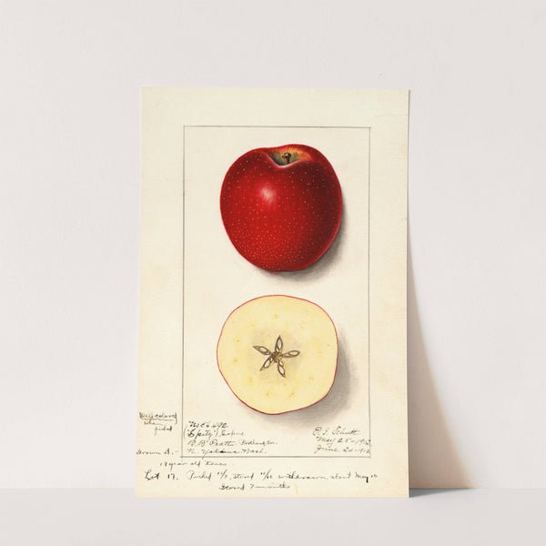 Malus domestica: Spitz Esopus by Ellen Isham Schutt