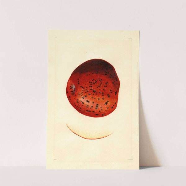 Malus domestica: Spitzenberg by James Marion Shull