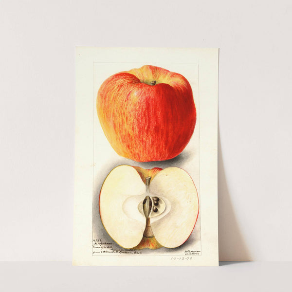 Malus domestica: Spokane (1898) by Deborah Griscom Passmore