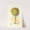 Malus domestica: Spotless (1911) by Ellen Isham Schutt