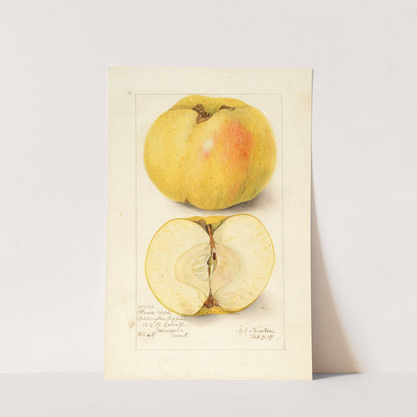 Malus domestica: Stones Apple by Amanda Almira Newton