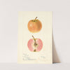 Malus domestica: Surprise by Bertha Heiges