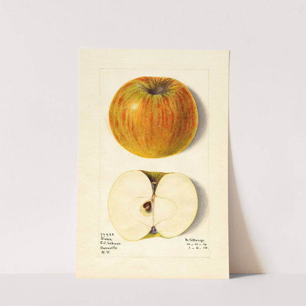Malus domestica: Swan by M. Strange