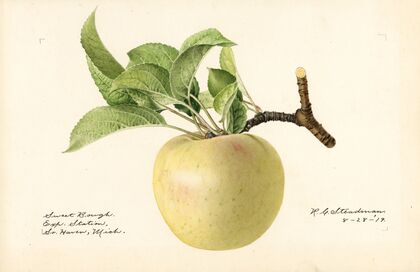 Malus domestica: Sweet Bough