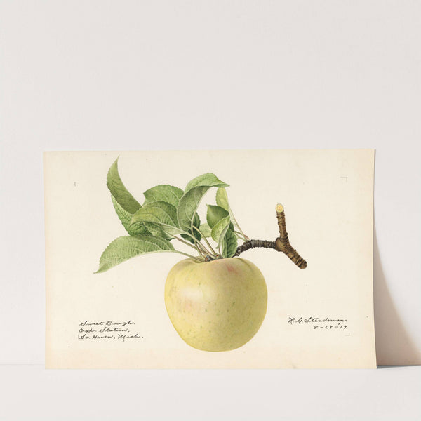 Malus domestica: Sweet Bough by Royal Charles Steadman