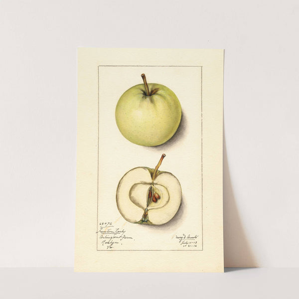 Malus domestica: Trenton Early by Mary Daisy Arnold