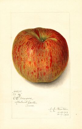 Malus domestica: Twenty Ounce