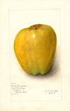 Malus domestica: White Pearmain
