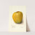 Malus domestica: White Pearmain by Amanda Almira Newton