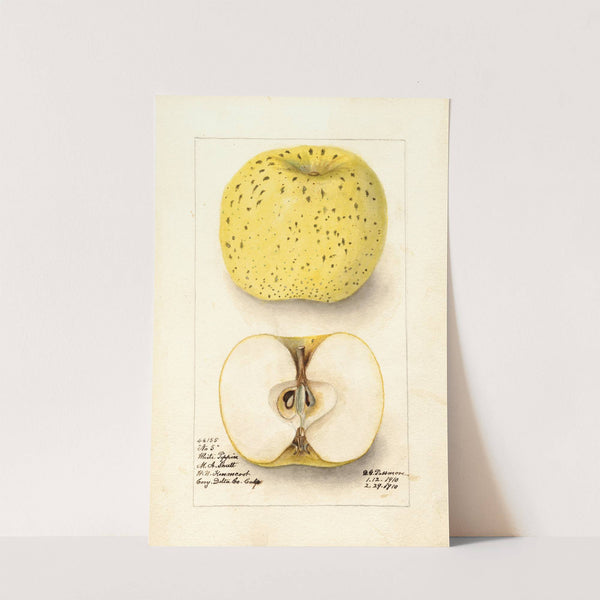 Malus domestica: White Pippin by Deborah Griscom Passmore