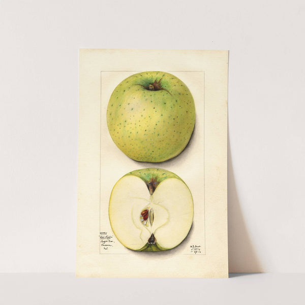 Malus domestica: White Pippin by Mary Daisy Arnold