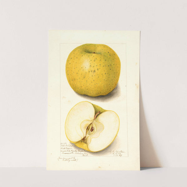 Malus domestica: White Pippin by Amanda Almira Newton