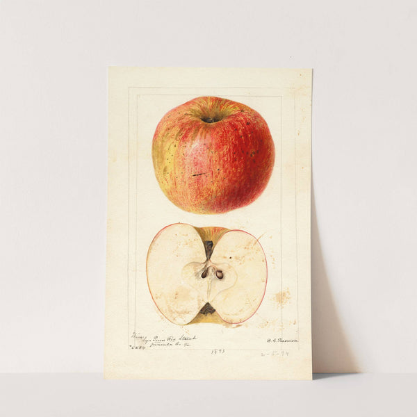 Malus domestica: Wine by Deborah Griscom Passmore