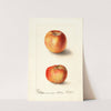 Malus domestica: Winesap by Deborah Griscom Passmore