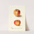 Malus domestica: Winesap by Deborah Griscom Passmore