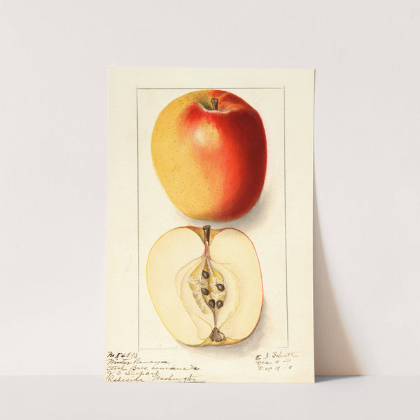 Malus domestica: Winter Banana (1911) by Ellen Isham Schutt