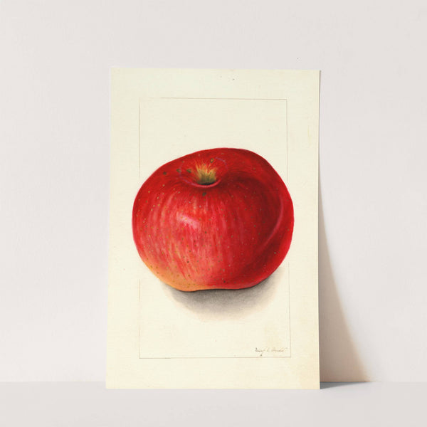 Malus domestica: Wolf River by Mary Daisy Arnold