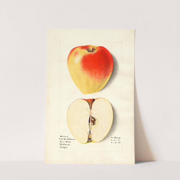 Malus domestica: Yellow Bellflower (1915) by M. Strange