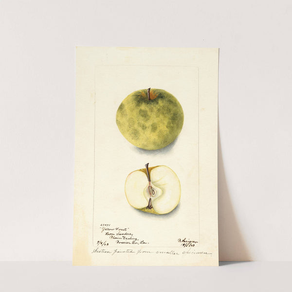 Malus domestica: Yellow Forest by Bertha Heiges
