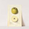 Malus domestica: Yellow Newtown by Ellen Isham Schutt