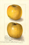 Malus domestica: Yellow Newtown