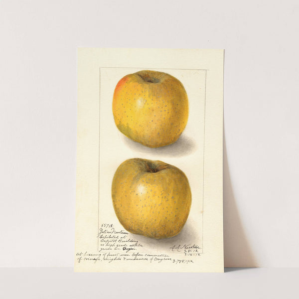 Malus domestica: Yellow Newtown (1912) by Amanda Almira Newton