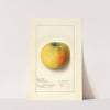 Malus domestica: Yellow Newtown by Ellen Isham Schutt