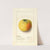 Malus domestica: Yellow Newtown by Ellen Isham Schutt