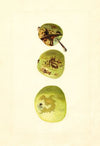 Malus domestica: Yellow Transparent
