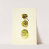 Malus domestica: Yellow Transparent by James Marion Shull