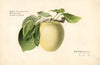 Malus domestica: Yellow Transparent