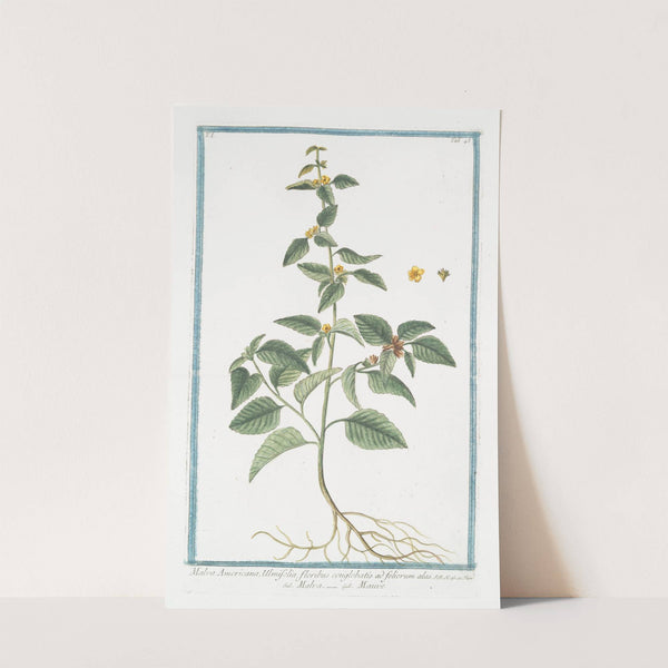 Malva Americana, Ulmifolia, floribus conglobatis ad foliorum alas - Malva - Mauve. (False mallow) by Giorgio Bonelli