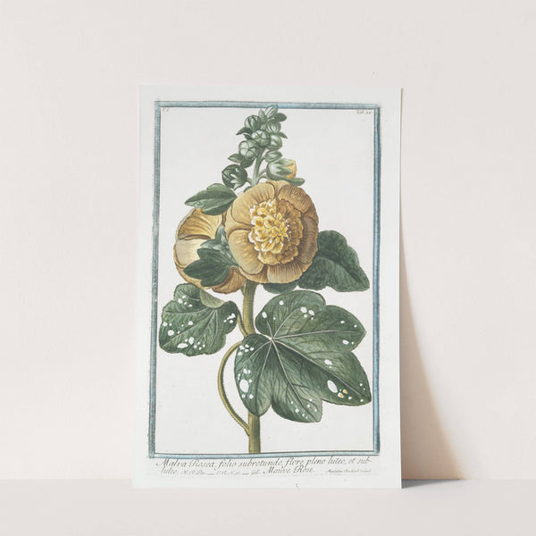 Malva Rosea, folio subrotundo, flore pleno luteo; et subluteo - Mauve Rose by Giorgio Bonelli