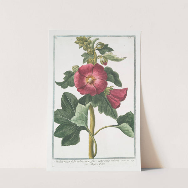 Malva Rosea, folio subrotundo flore saturatius rubente - Mauve Rose by Giorgio Bonelli