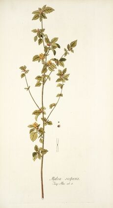 Malva scoparla