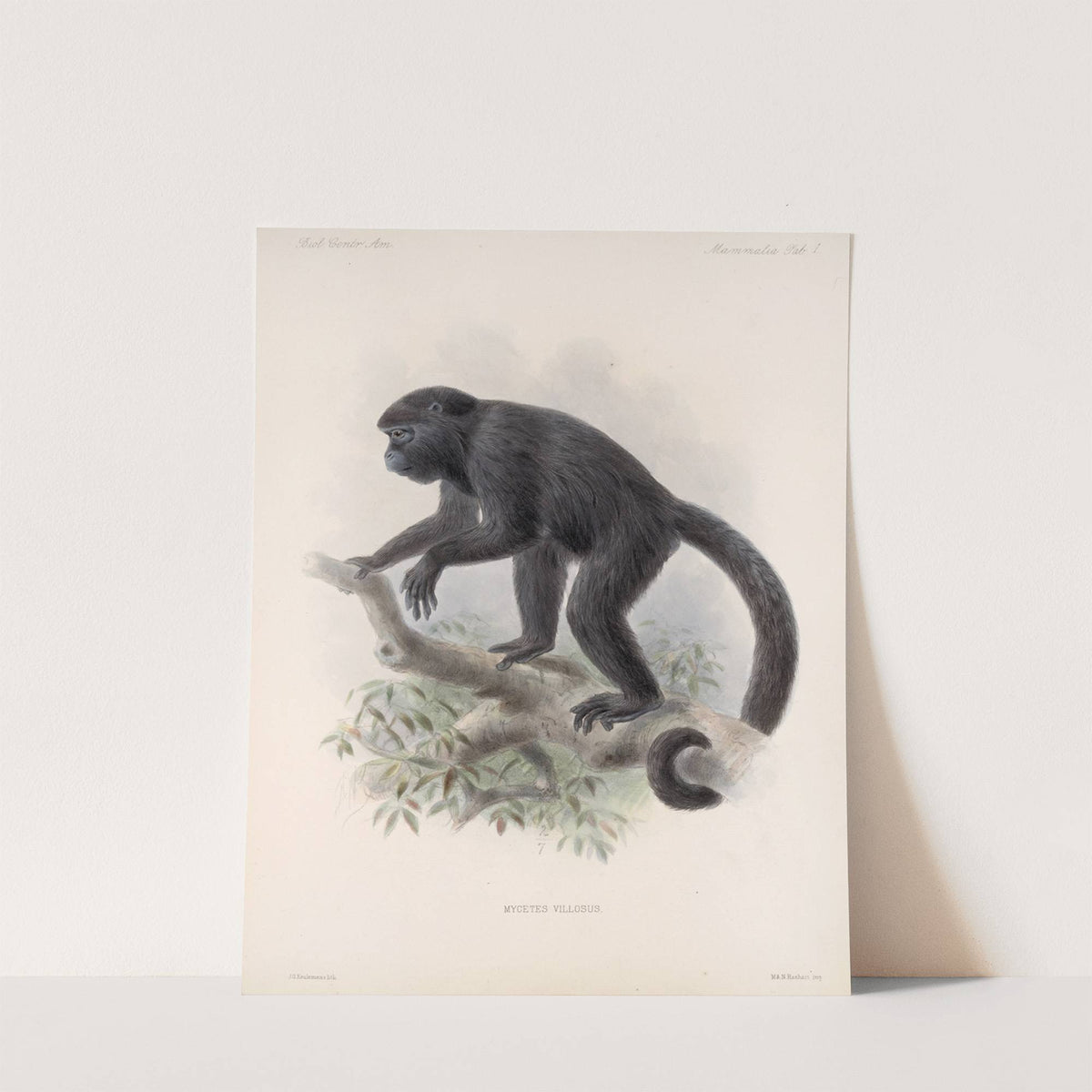 Mammalia Pl 01 by Frederick DuCane Godman