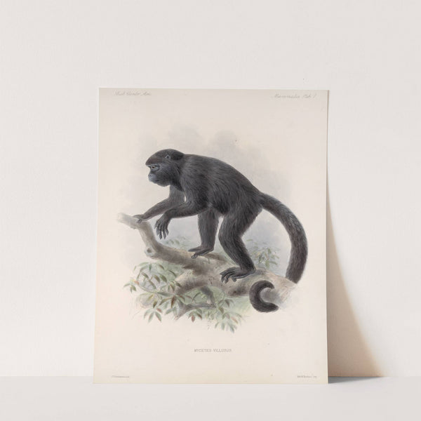 Mammalia Pl 01 by Frederick DuCane Godman