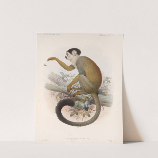 Mammalia Pl 02 by Frederick DuCane Godman