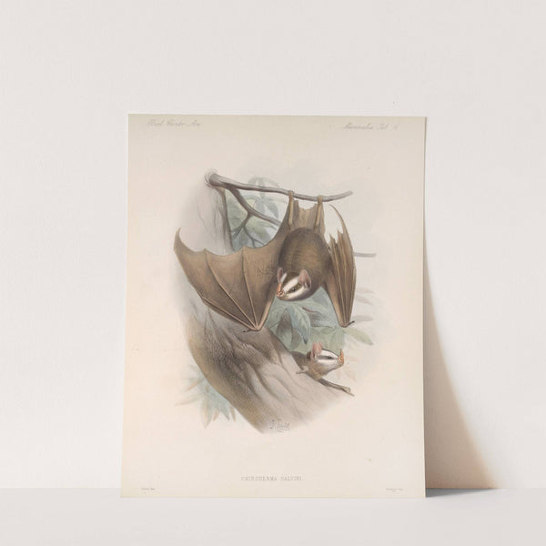 Mammalia Pl 03 by Frederick DuCane Godman