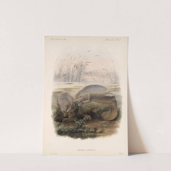 Mammalia Pl 06 by Frederick DuCane Godman