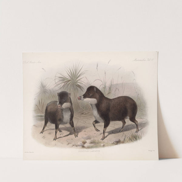 Mammalia Pl 08 by Frederick DuCane Godman