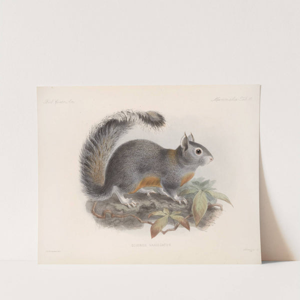 Mammalia Pl 09 by Frederick DuCane Godman