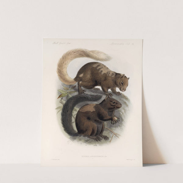 Mammalia Pl 10 by Frederick DuCane Godman