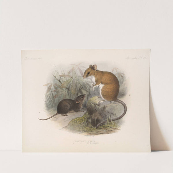 Mammalia Pl 12 by Frederick DuCane Godman